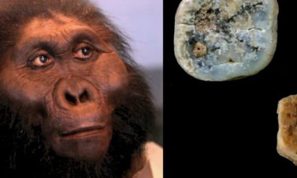 Paranthropus mund të ketë përdorur vegla guri më herët se Homo erectus