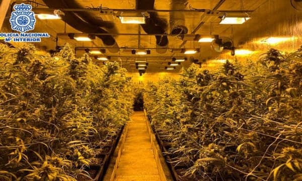 Zbulohet plantacioni i drogës në Spanjë, arrestohen 7 shqiptarë dhe 3 serbë