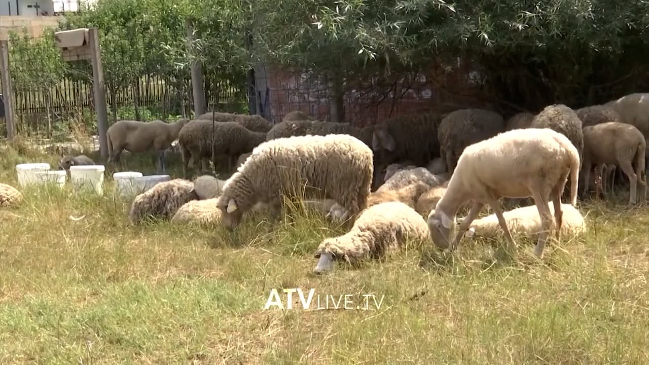 Shtrenjtohen kurbanet, thuhet se në këtë ka ndikuar ndryshimi i çmimeve në treg