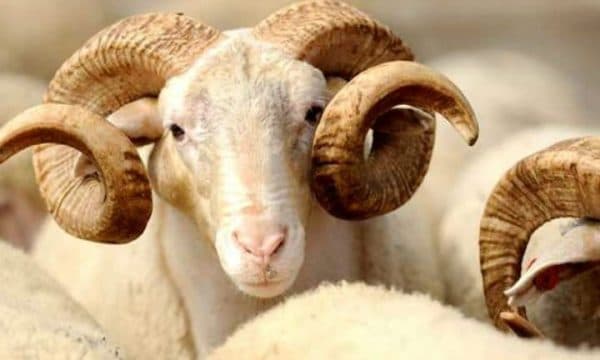 AUV bën thirrje që kurbanët mos të theren jashtë thertoreve