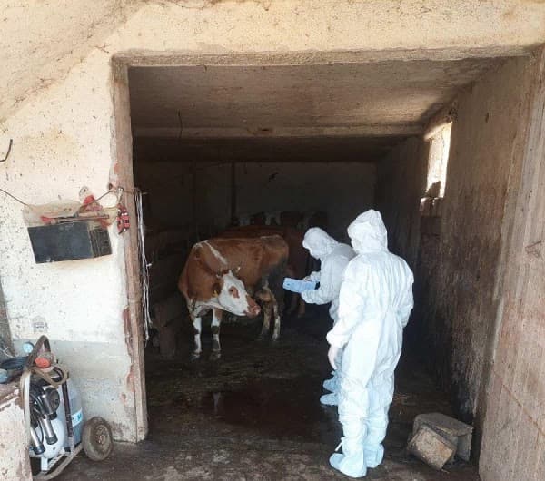 Asgjësohen 32 krerë gjedhe me sëmundje të Brucelozës