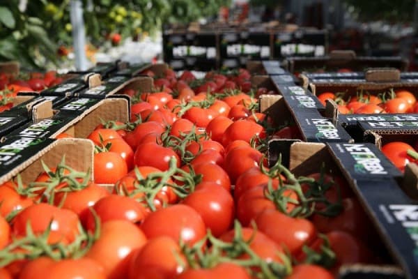 Domatet nga Shqipëria dyshohen për përmbajtje të hormoneve, AUV pret rezultatin