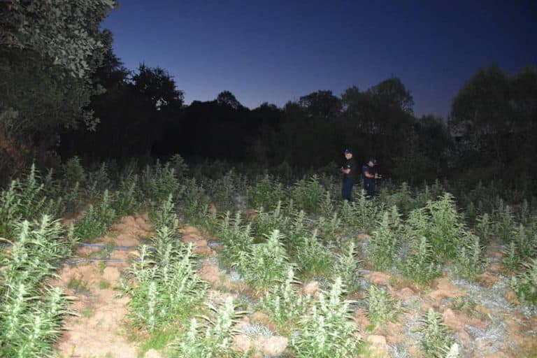 Legalizimi i kanabisit mjekësor në Shqipëri jehonë në mediet e huaja