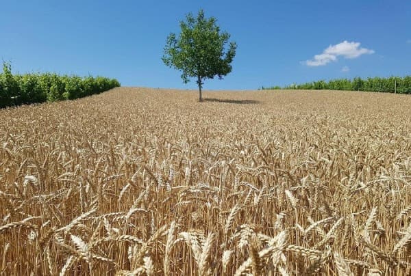 ​Ministria e Bujqësisë procedon 2 milionë euro pagesa për bujqit