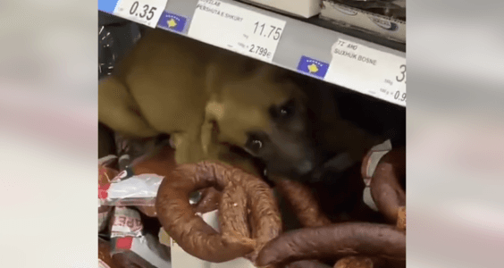 E pazakontë: Një qen shihet duke ngrënë suxhuk brenda një marketi