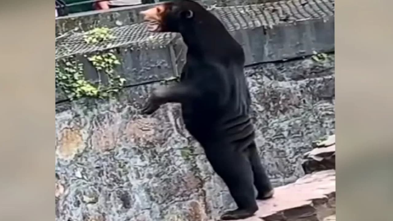 Një kopsht zoologjik në Kinë akuzohet se kanë maskuar njerëz si arinj