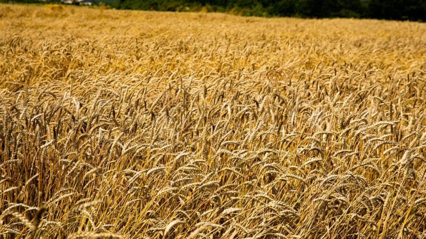 OKB: Mbi 700 milionë njerëz nuk e dinë nëse do të ushqehen më