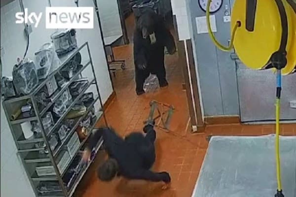 ​Ariu hyn në kuzhinën e një hoteli në ShBA, sulmon rojën e sigurisë