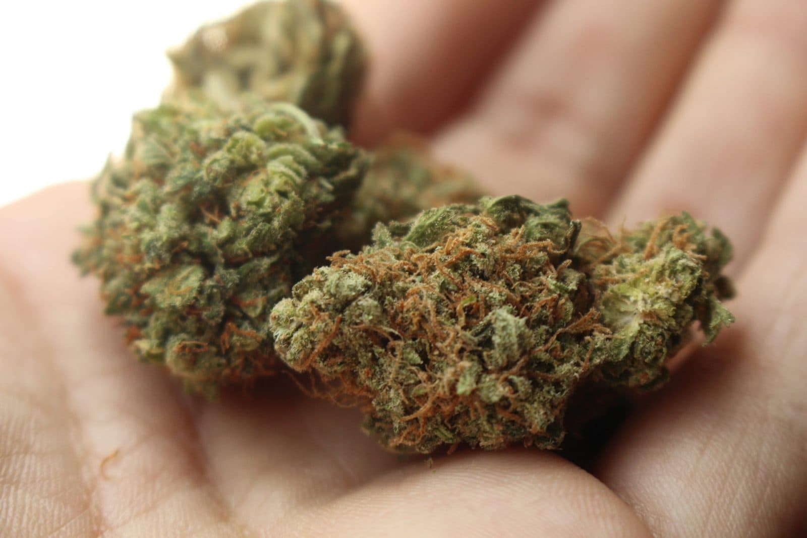 Holanda do të legalizojë përdorimin e kanabisit