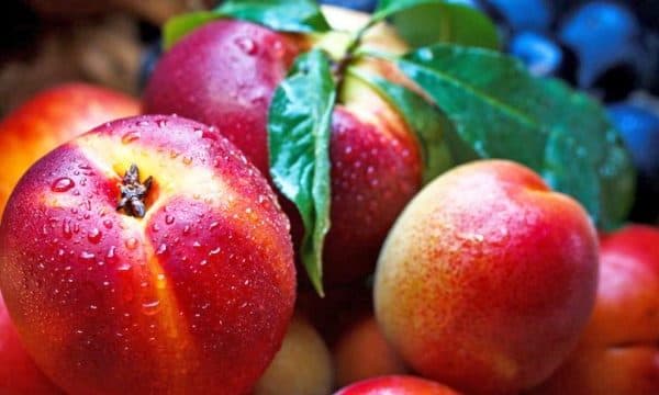 Nektarina, fruti që pastron gjakun dhe ndihmon në shërimin e disa sëmundjeve
