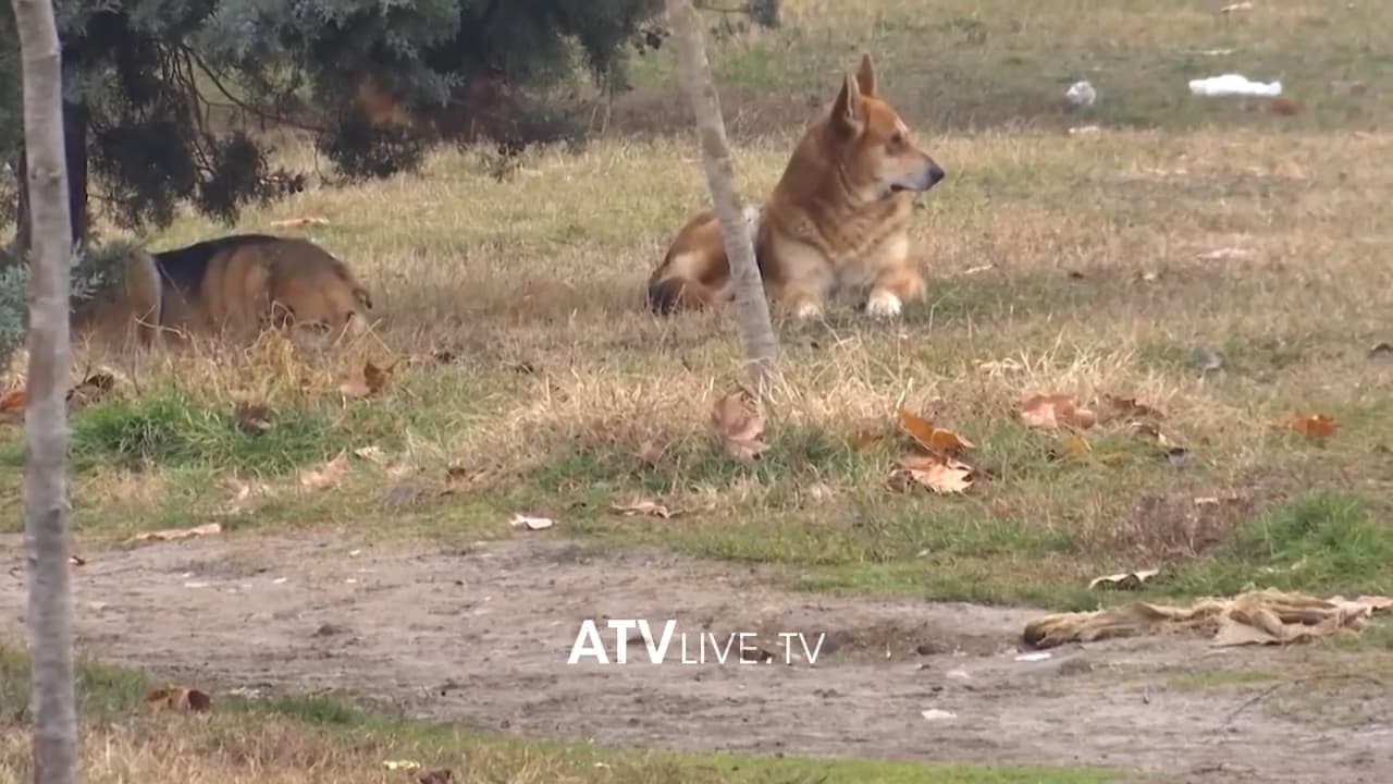 Qentë endacakë në Prishtinë, një krizë e pazgjidhur nga Komuna e Prishtinës