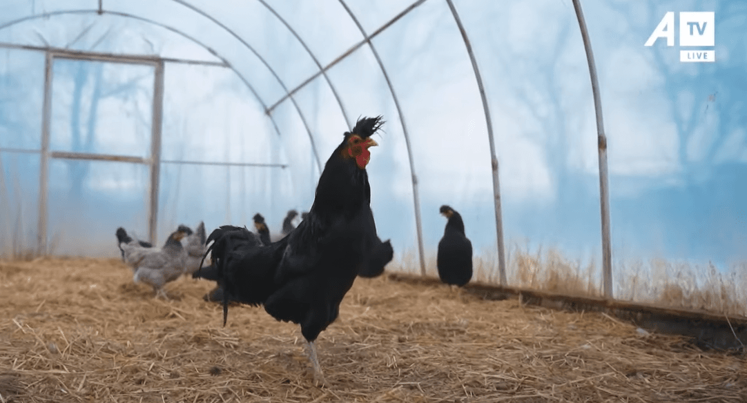 Këndimi legjendar i gjelit që magjepsi gjermanët