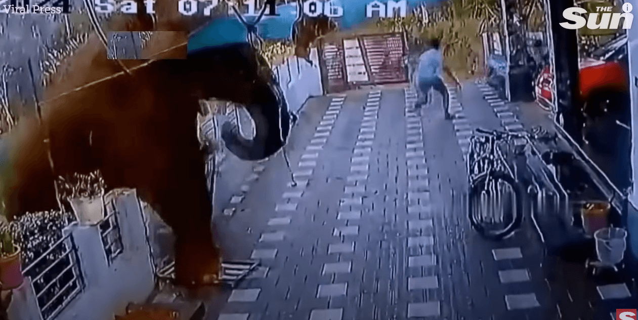 (VIDEO) Elefanti futet në oborrin e një shtëpie në Indi dhe shtyp për vdekje pronarin – kamerat e sigurisë filmuan çdo gjë