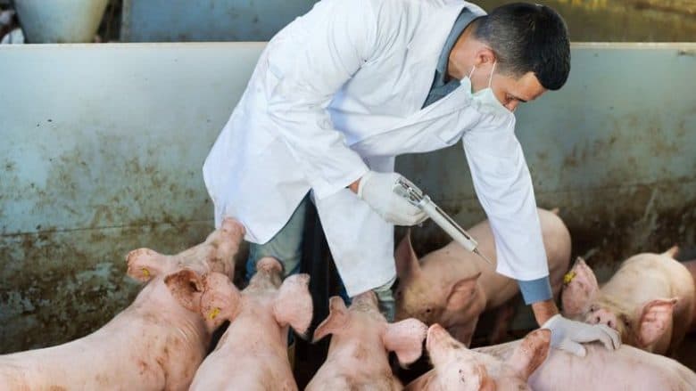 AUV-i kërkon gatishmëri nga institucionet dhe fermerët për parandalimin e sëmundjes “Mortaja Afrikane e Derrit”