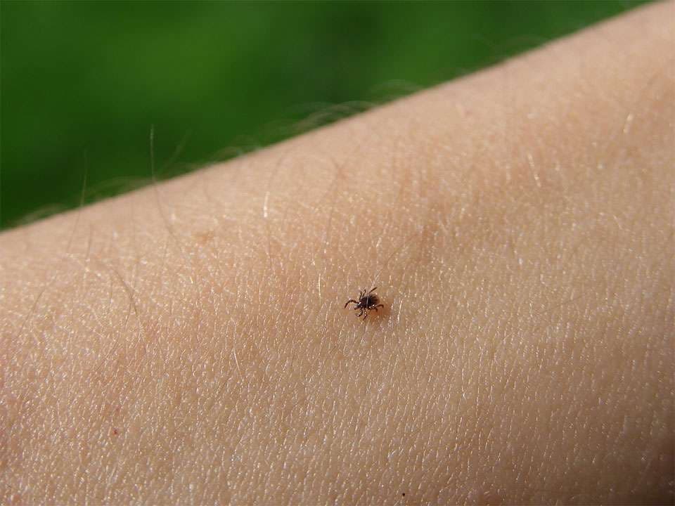 Rreziku nga pickimi i rriqrave, IKShPK-ja del me rekomandime për qytetarët