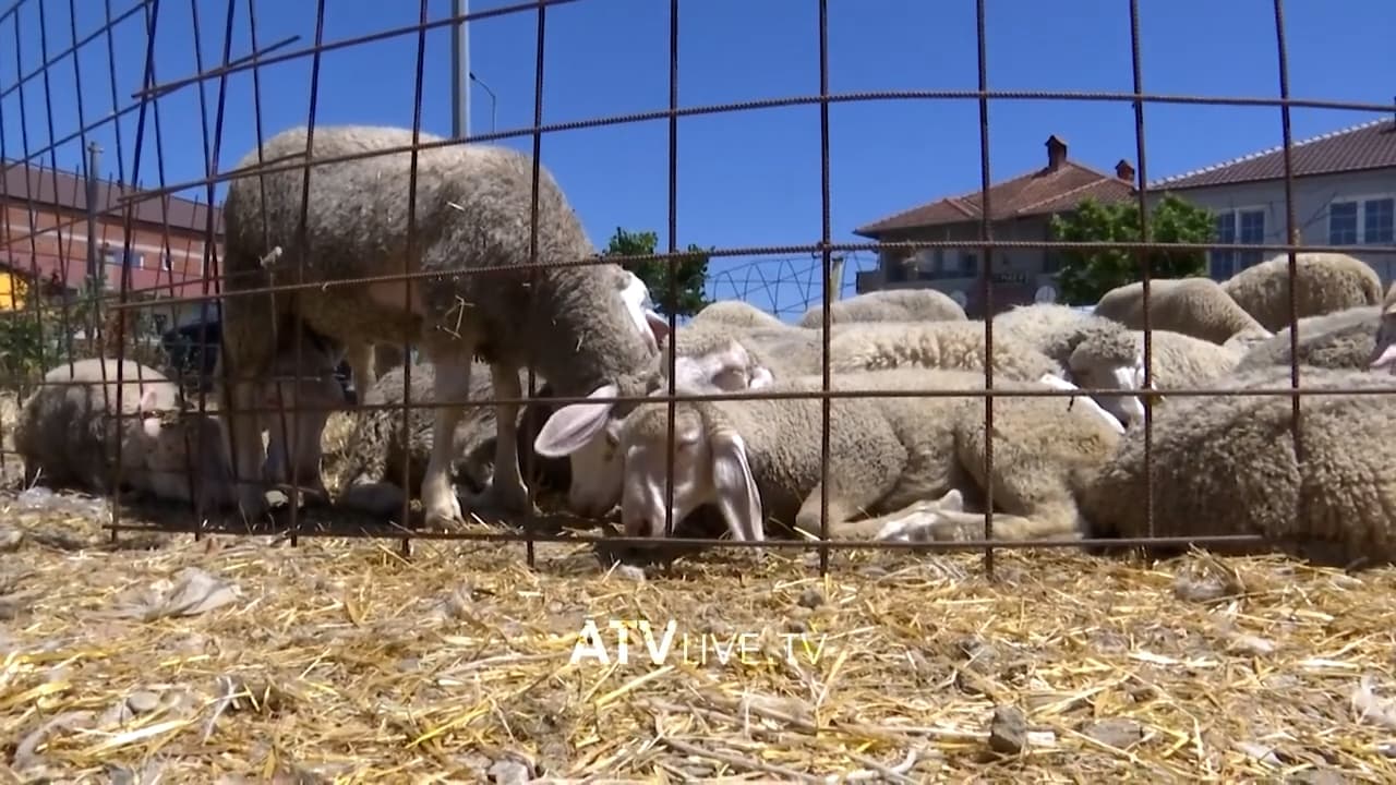 AUV bën thirrje që therja e kurbanëve të bëhet vetëm në thertore të licencuara