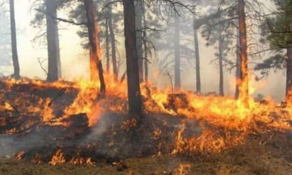 23 vatra zjarri të regjistruara sot në Kosovë, 11 ende aktive