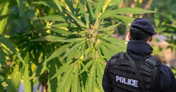 Aktakuzë ndaj një personi për kultivim të narkotikëve në Viti