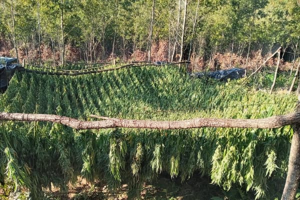 ​Pejë, sekuestrohet mbi 1 ton drogë