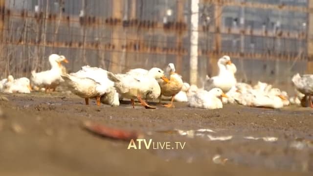 Rreth një mijë rosa u vodhën në Miradi të Epërme