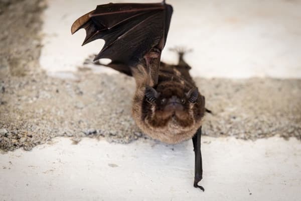 ​Lakuriqët “vampirë vrapojnë” në rutinë, ja si e përdorin ata gjakun për energji