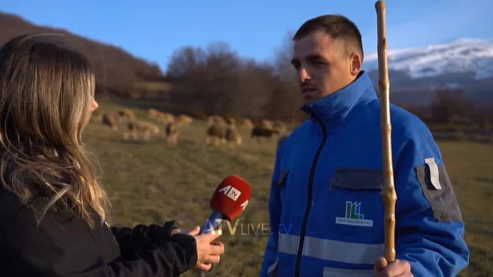 “Dal përditë i ruaj delet dhe nuk më intereson çka bahet” – bariu nga Dragashi që nuk i intereson politika