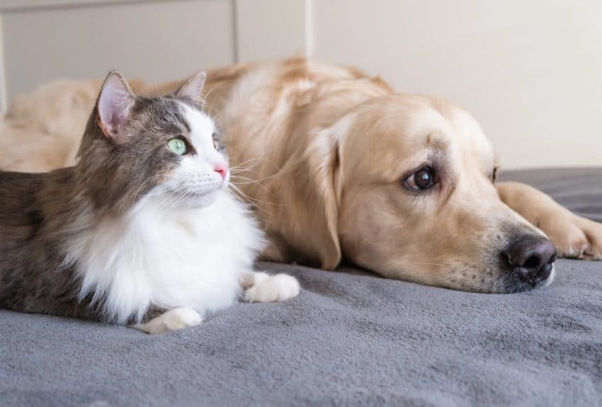 AI është gati të deshifrojë mendimet e kafshës suaj