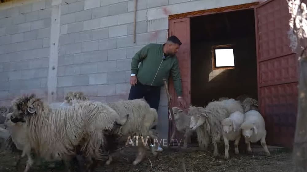 Nga Zvicra në Gjakovë, historia frymëzuese e Zymer Gashit që hapi fermë të deleve