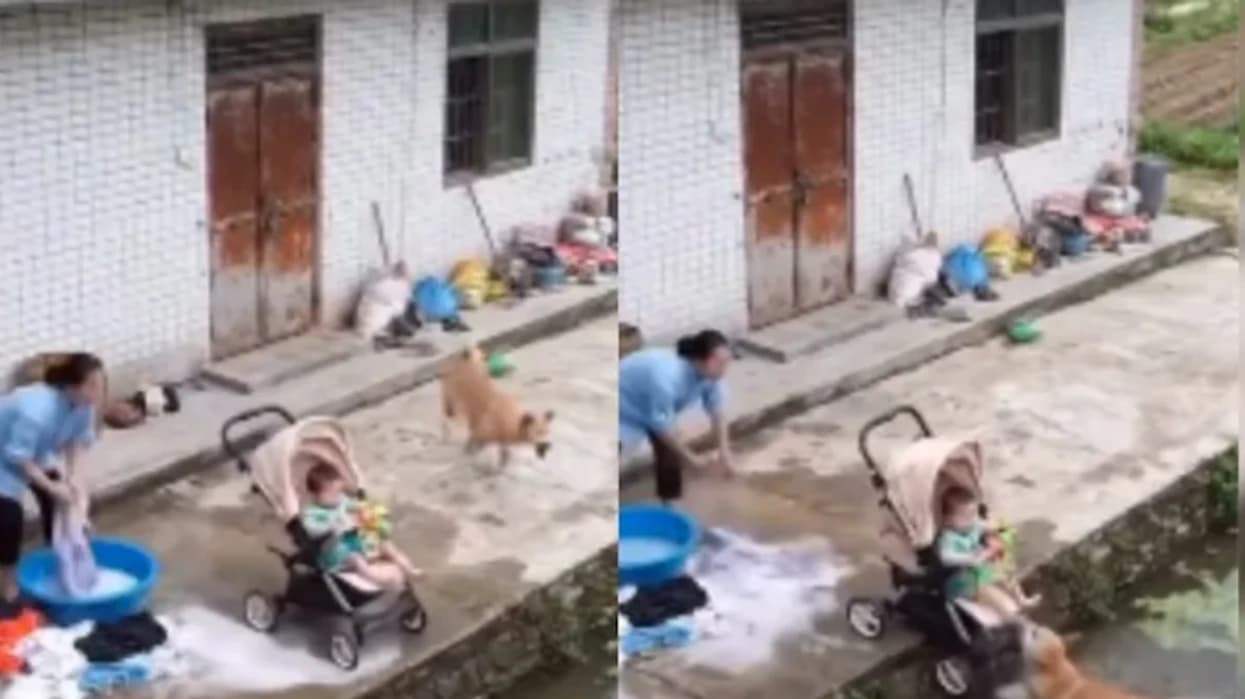 Qeni hidhet në ujë për të shpëtuar foshnjën, pamjet bëhen virale