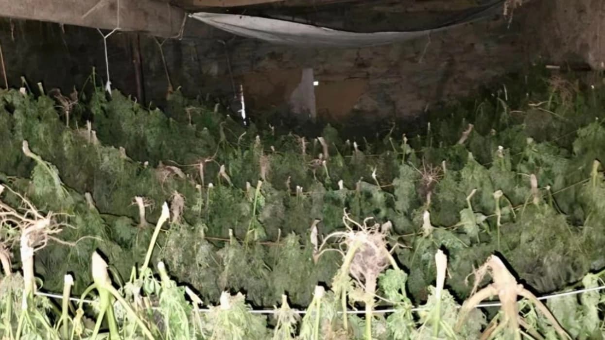 Mbi 500 kg lëndë narkotike konfiskohen në një stallë në një fshat të Suharekës