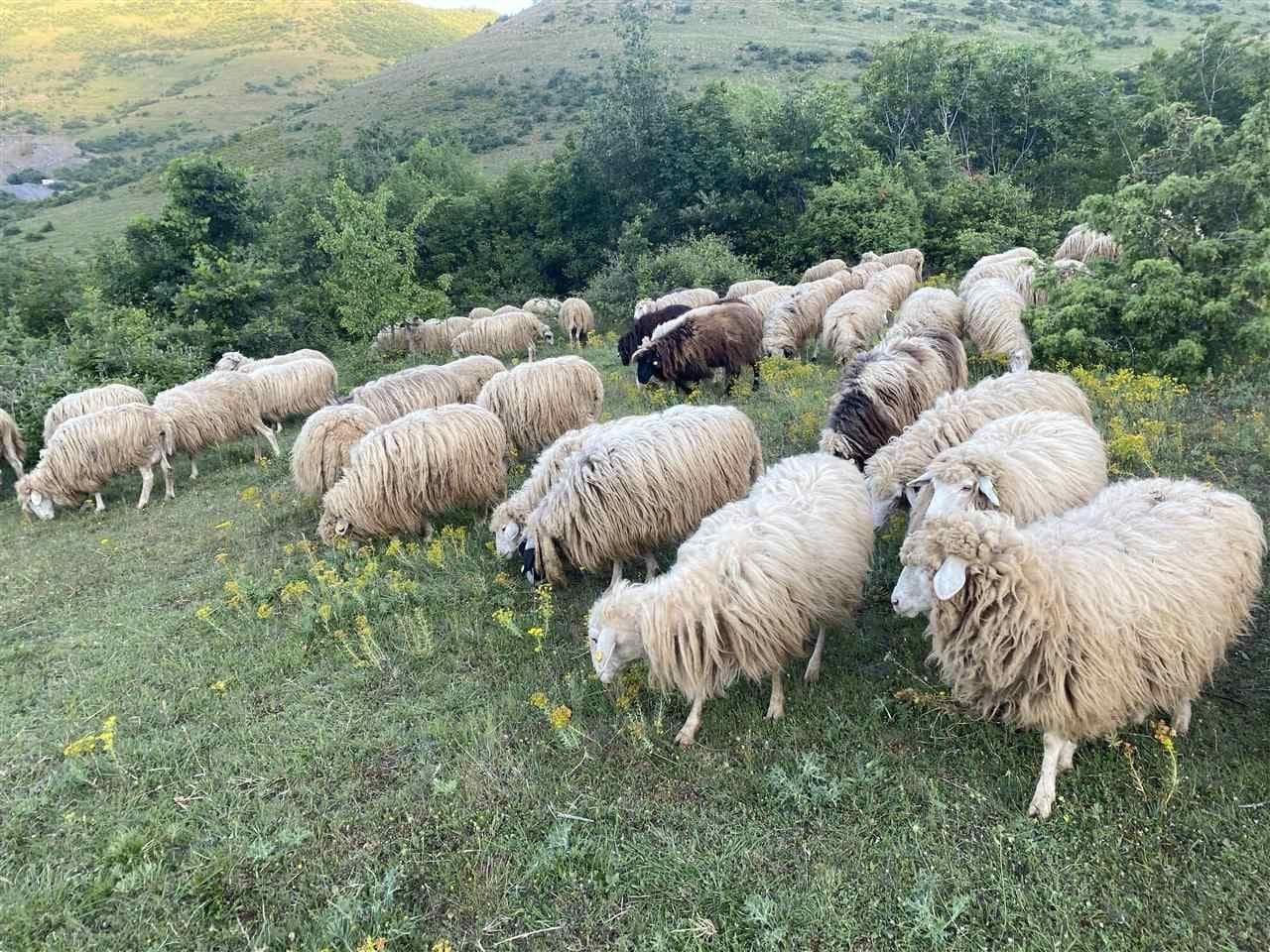 Paraqitet sëmundja Murtaja e Ruminantëve të Vegjël, në një fermë dele në Landovicë të Prizrenit