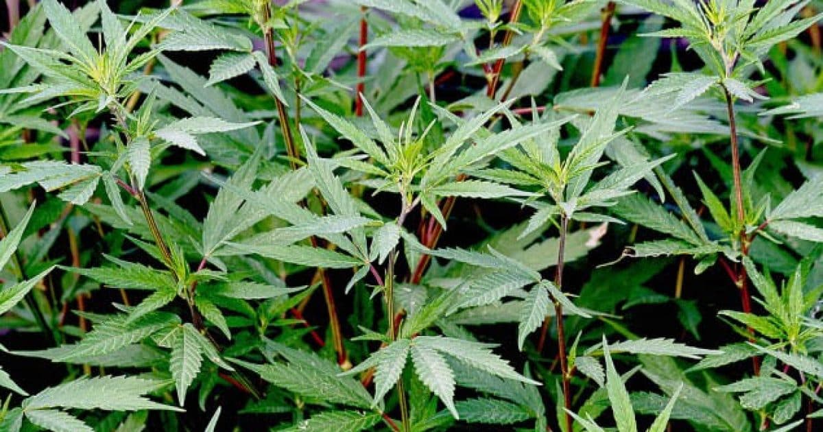 Zbulohet plantacion me 525 bimë kanabis në Podujevë – policia asgjëson bimët në vendngjarje