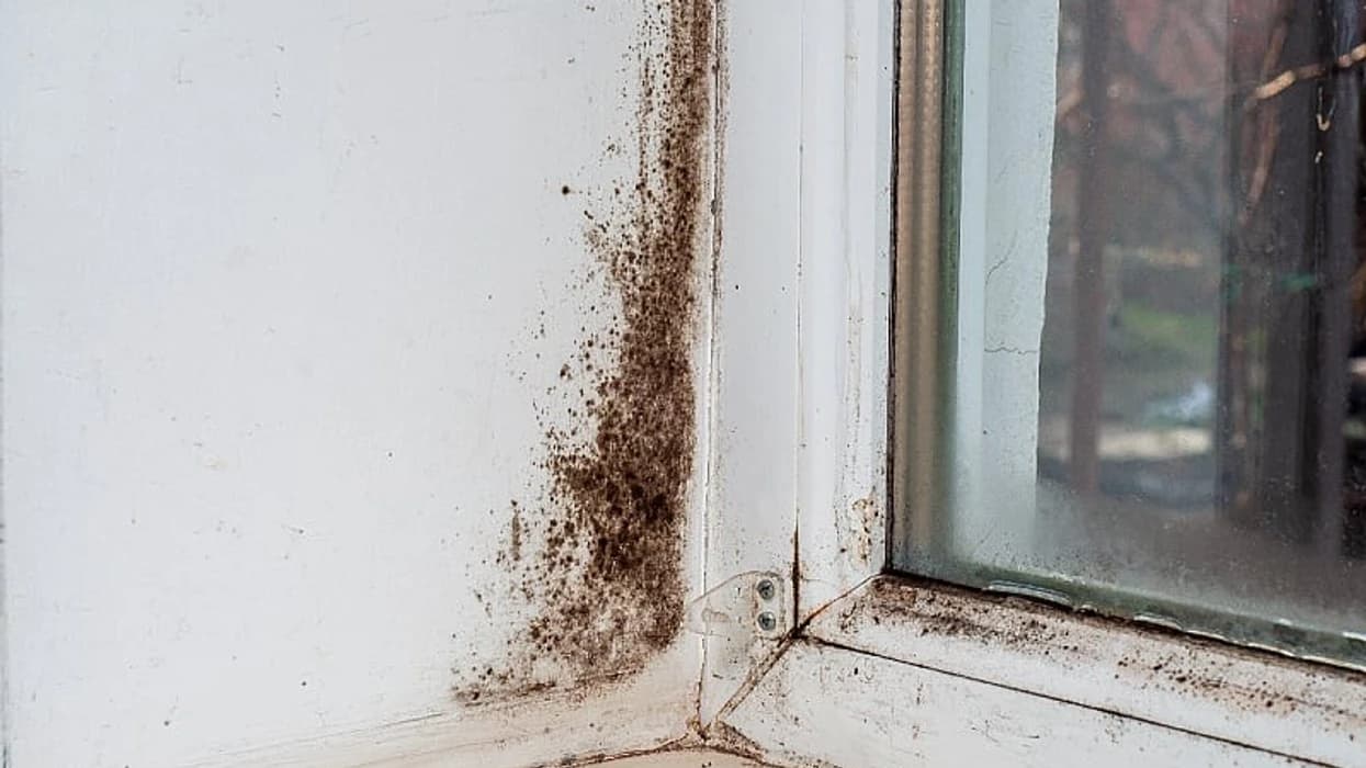 Keni myk në shtëpi? Pastrojeni atë me dy mjete të thjeshta