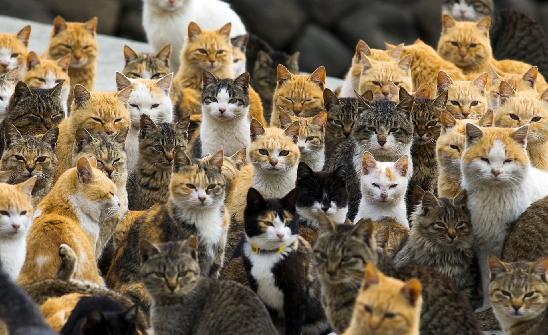 Japonia, ishulli ku macet janë sundimtare dhe njerëzit vizitorë