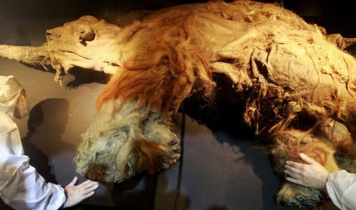 Zbulime historike: RNA-ja më e vjetër e njohur dhe një foshnje mammuthi e ruajtur pothuajse perfekt