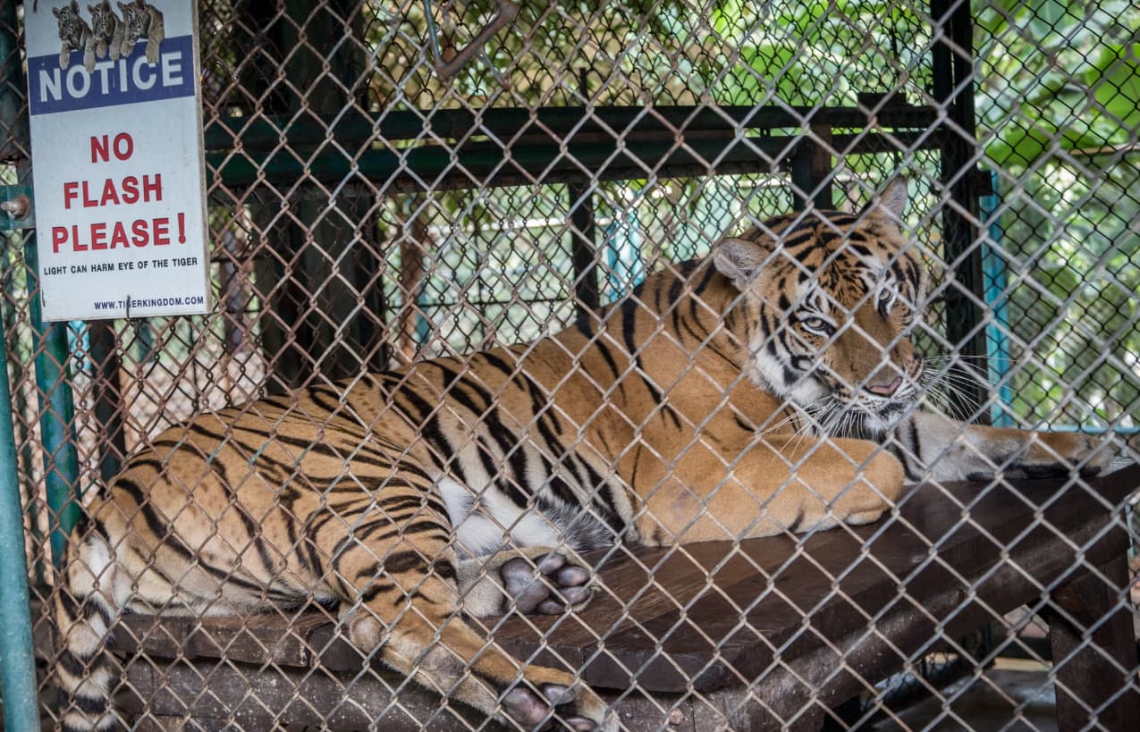 Epidemi e pazakontë në Chiang Mai, mbi 70 tigra ngordhin në kopshtin zoologjik