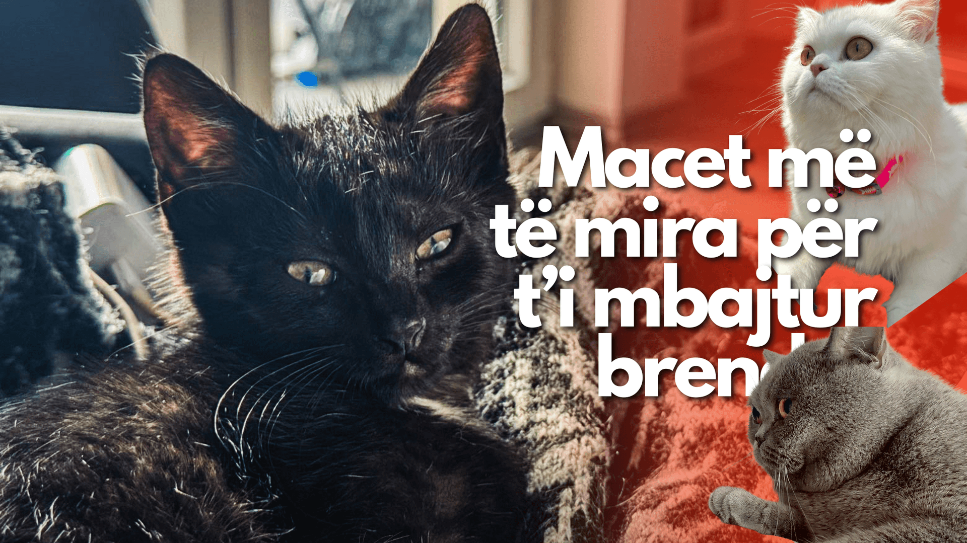 Racat më të mira të Maceve për t’i mbajtur në shtëpi