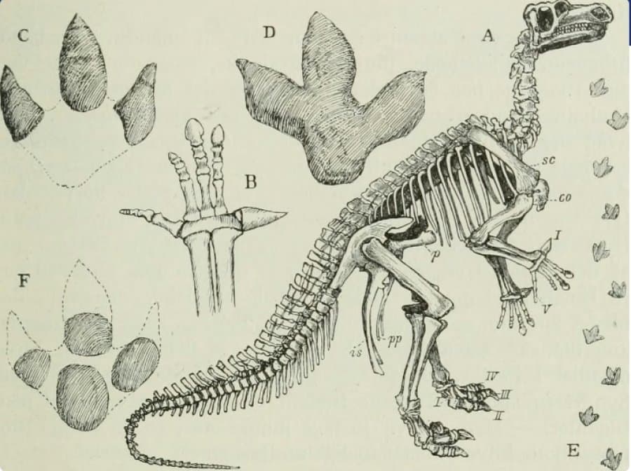 Dinosauri i Vogël që Rishkruan Historinë e Evolucionit