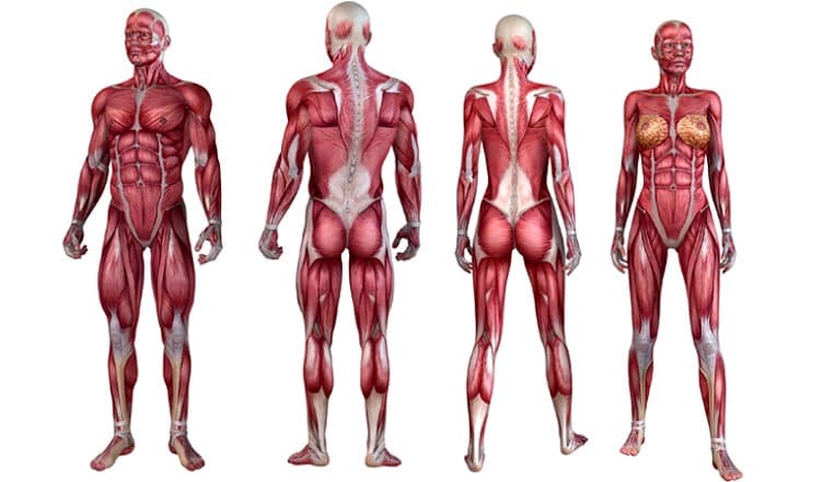 5 shenjat që tregojnë çrregullime hormonale