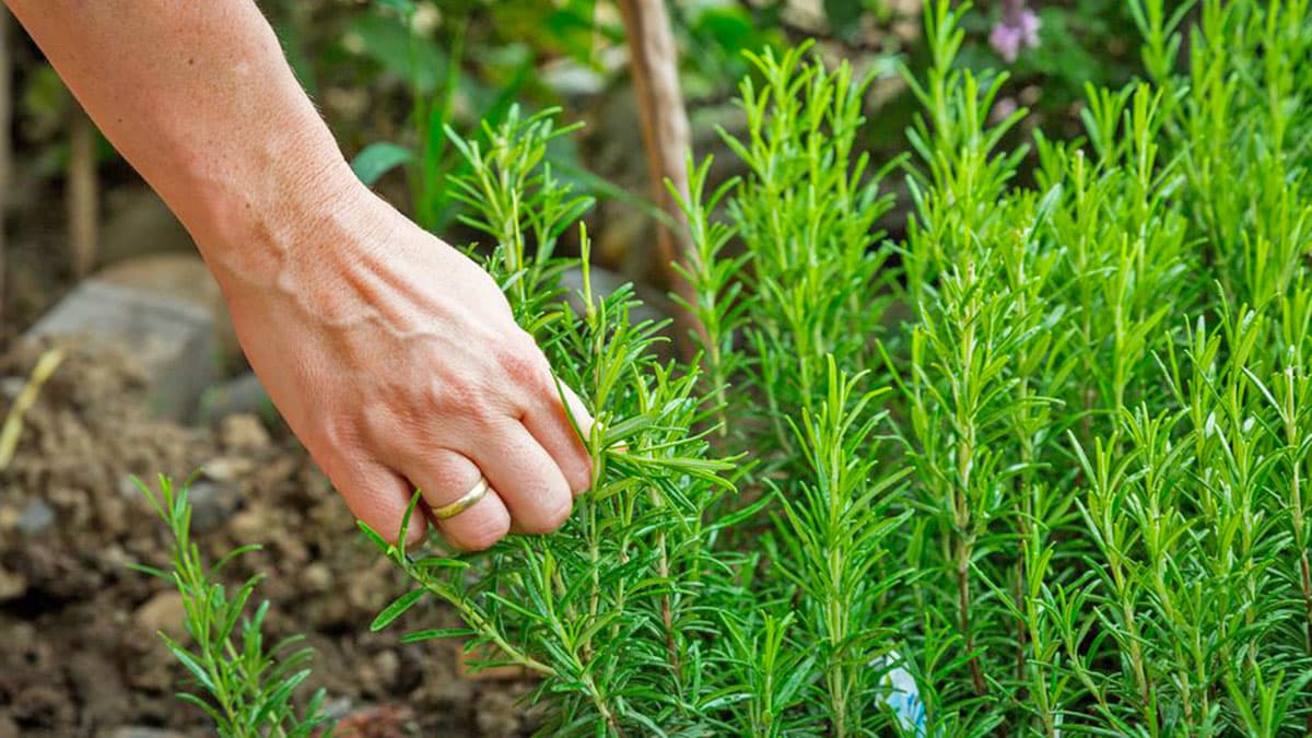 Truku më i thjeshtë ku me rozmarinë shtëpia juaj mbanë aromë natyrale