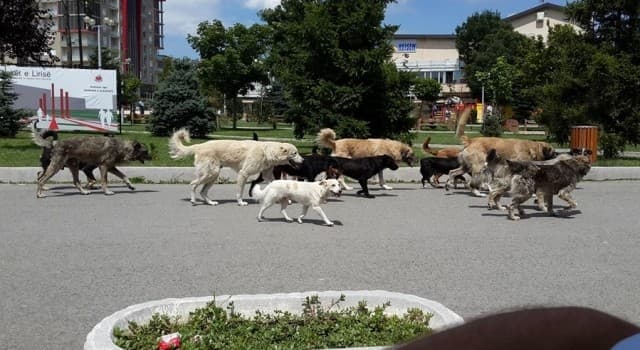 Hyn në fuqi vendim i Komunës së Prishtinës: Të gjithë ata që adoptojnë qen do të marrin 50 euro