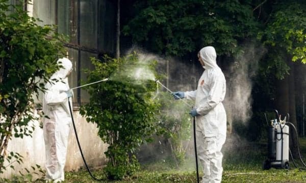 Probleme me mushkonja, Komuna thotë se s’ka mundur të bëjë dezinsektimin gjatë qershorit
