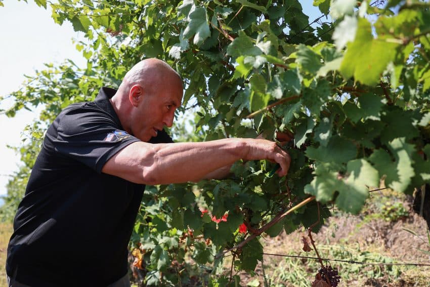 Festivali tradicional “Hardh Fest”, Haradinaj: Vreshtarët me punën e tyre janë shndërruar në storje suksesi