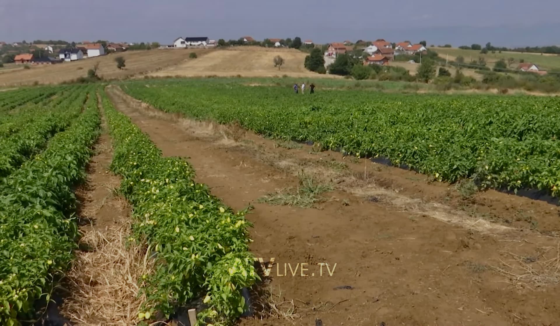 Të reshurat u shkaktojnë mijëra euro dëme bujqve në Skenderaj