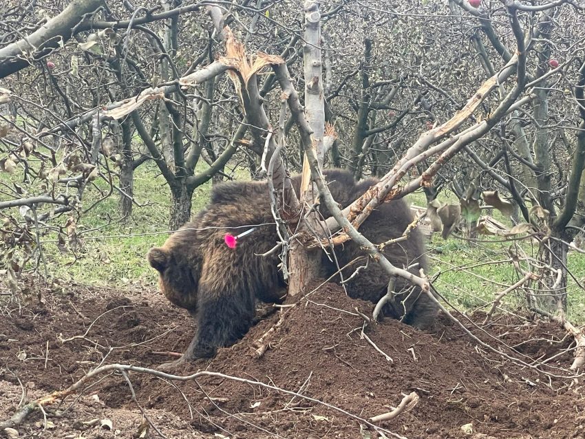 Shpëtohet ariu që kishte rënë në kurth në një nga pyjet e Kosovës