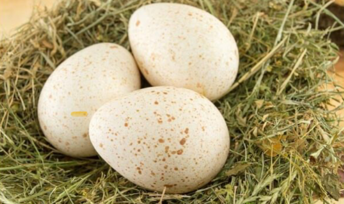 Pse amerikanët nuk i hanë vezët e gjeldetit