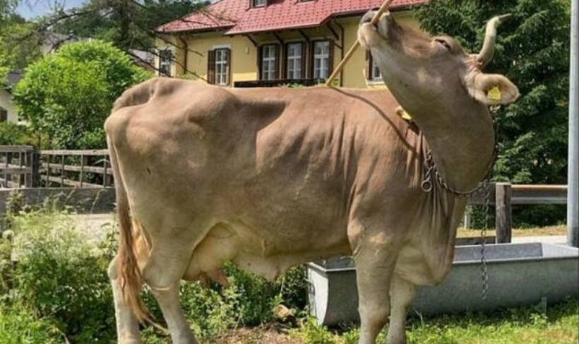 Njihuni me lopën më të zgjuar në botë  Ajo quhet Veronika