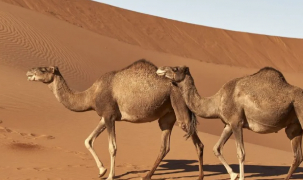 Australia asgjëson qindra deve për shkak të thatësirës