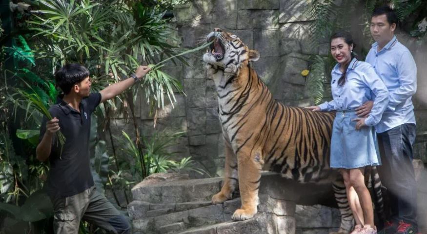 Ngordhin 72 tigra në parkun turistik tajlandez  nisin hetimet