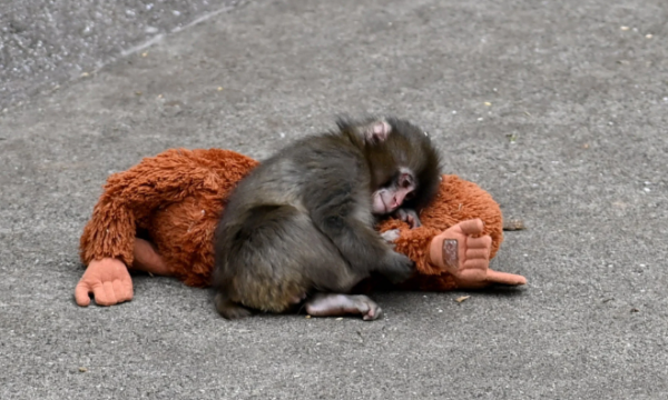 Majmuni i vogël i braktisur nga nëna më në fund është pranuar në një familje